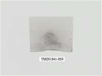 藏品(菲律賓產昆蟲)的圖片